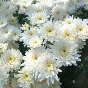 Organica Packaged Chrysanthemum Flower 1 oz.